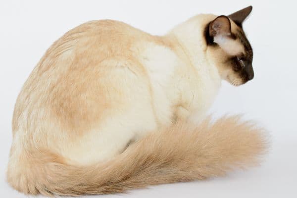 Balinese Photo - 3.jpg