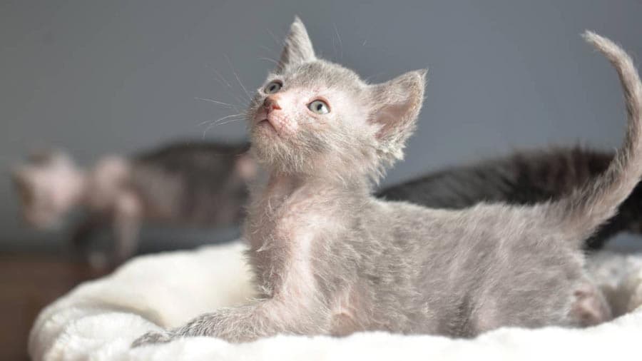 Lykoi Photo - 2.jpg
