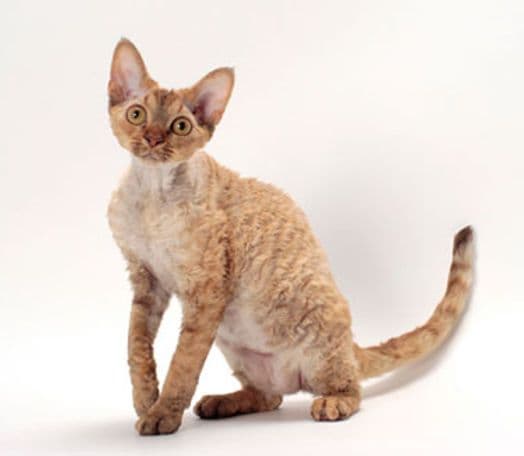 Tennessee Rex Photo - 5.jpg