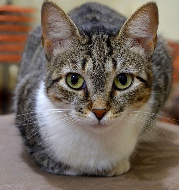 Brazilian Shorthair Photo - 4.jpg