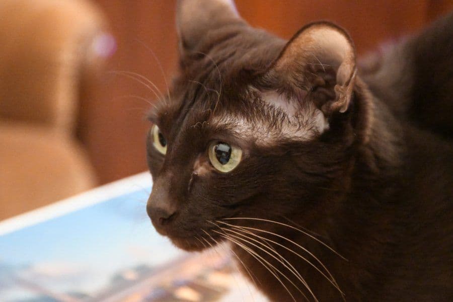 Havana Brown Photo - 2.jpg