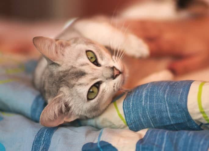 Burmilla Photo - 2.jpg