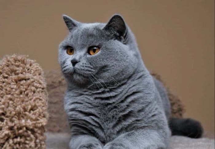 British Shorthair Photo - 3.jpg