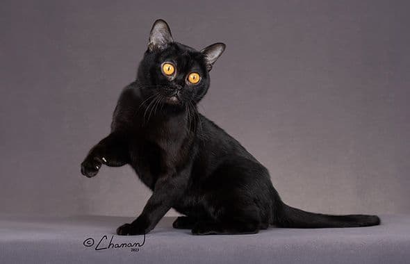 Bombay Photo - 3.jpg