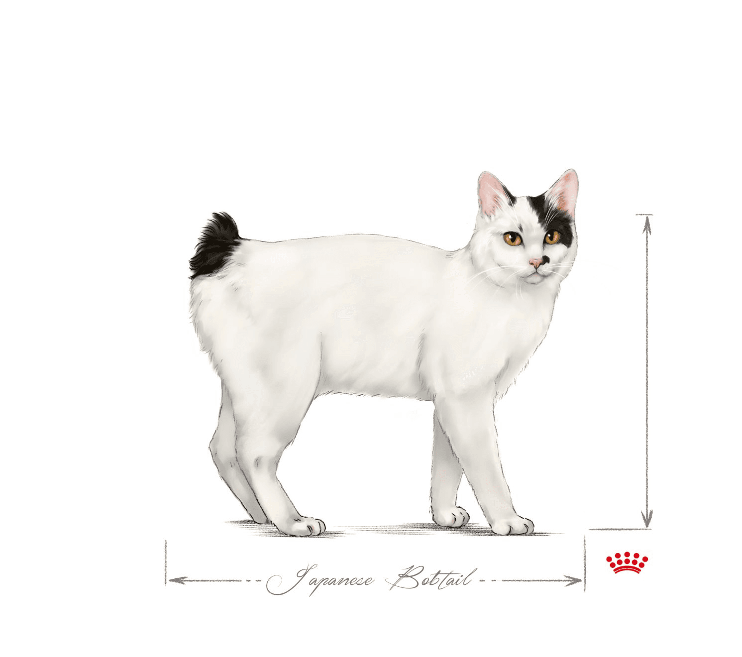 Japanese Bobtail Photo - 2.jpg