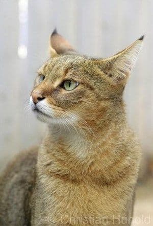 Chausie Photo - 2.jpg