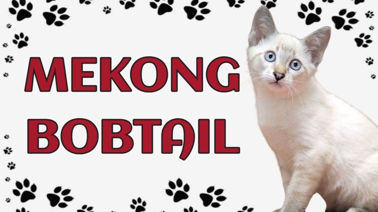 Mekong Bobtail Photo - 1.jpg
