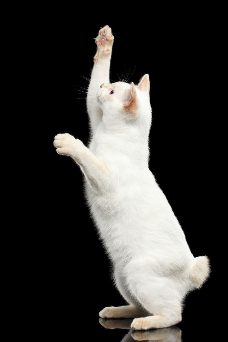 Mekong Bobtail Photo - 2.jpg