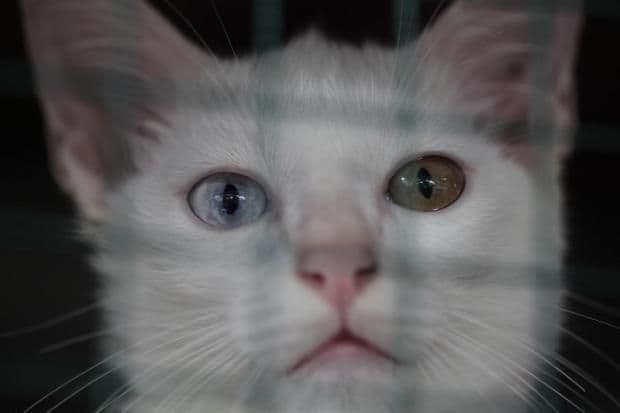 Khaomanee Wichienmaat Photo - 5.jpg