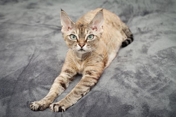 Devon Rex