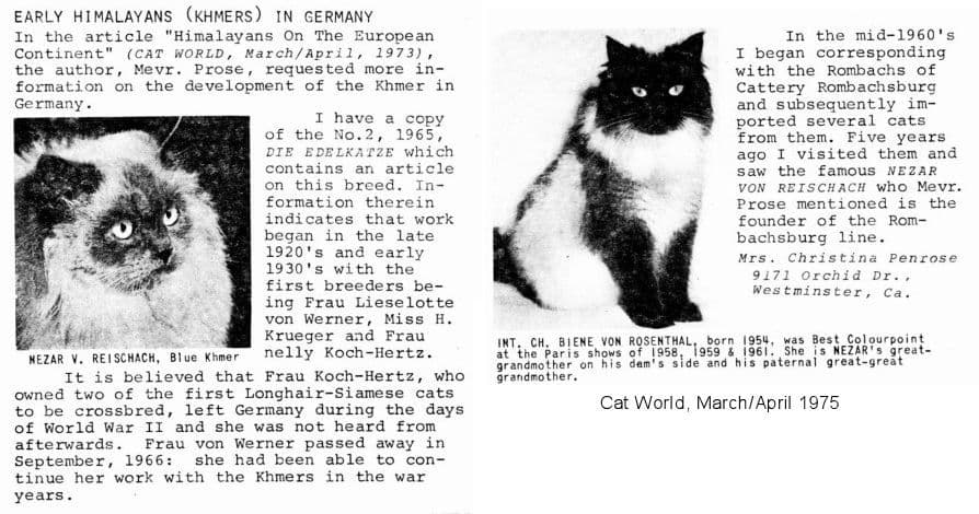 German Longhair Photo - 5.jpg