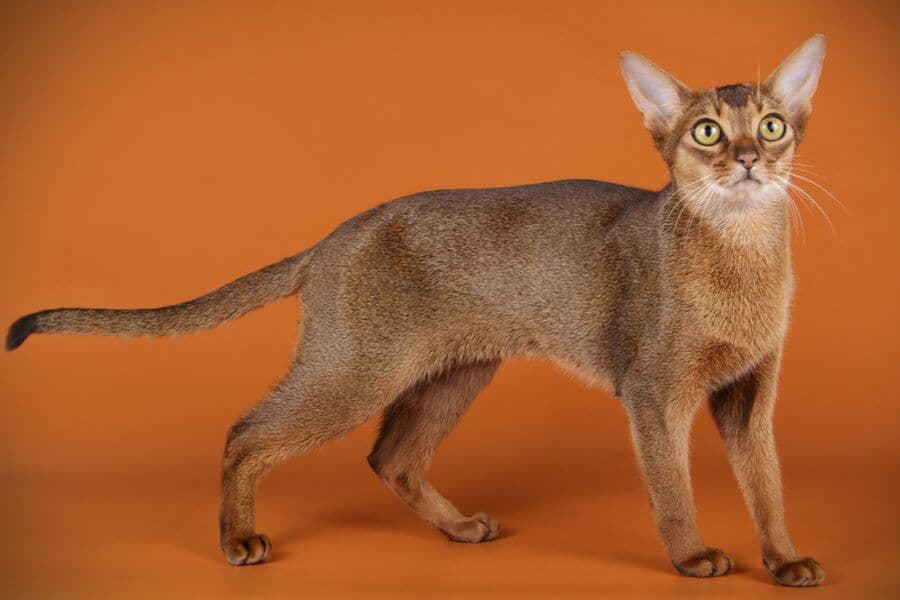 Abyssinian Longhair Photo - 2.jpg
