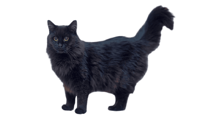 Chantilly Tiffany Photo - 3.jpg