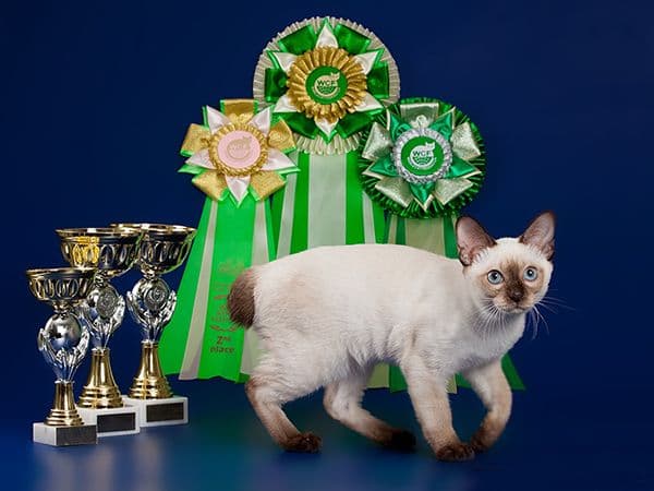 Mekong Bobtail Photo - 3.jpeg