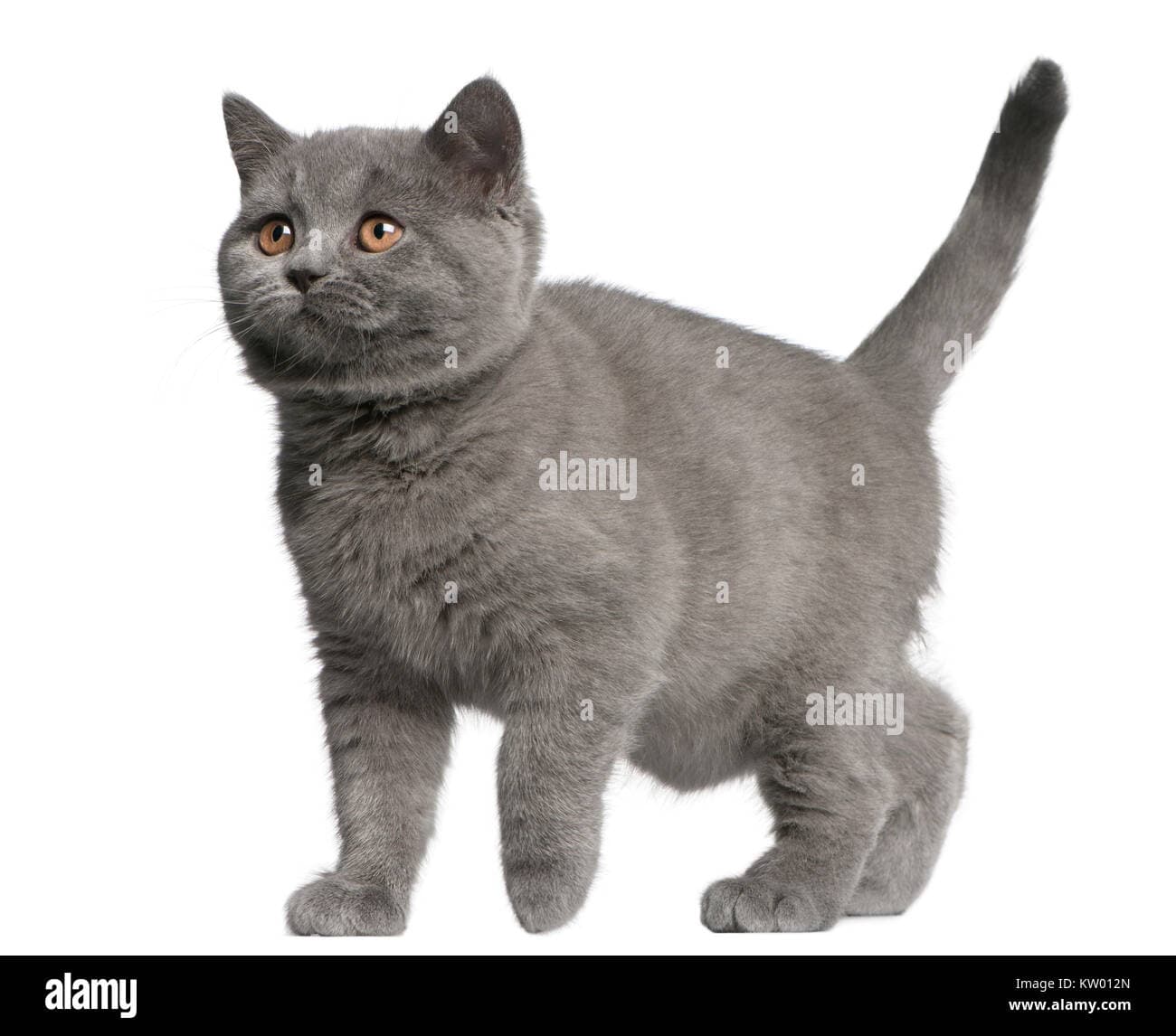 Brazilian Shorthair Photo - 2.jpg