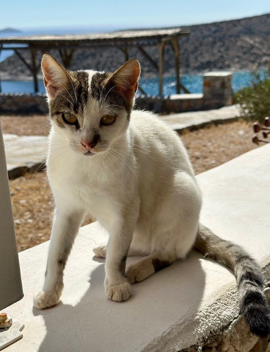 Aegean Photo - 4.jpg