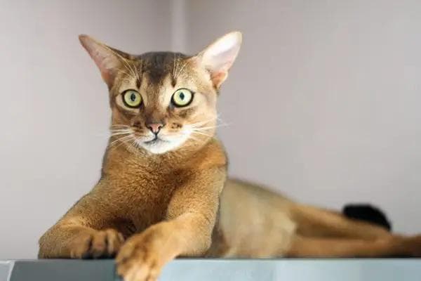 Abyssinian Longhair Photo - 5.jpg