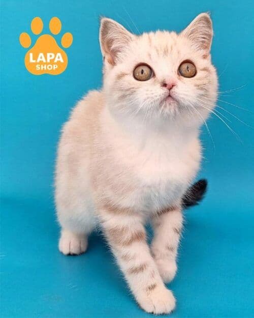 Colorpoint Longhair Photo - 2.jpg