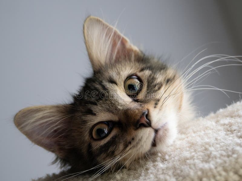 Domestic Medium Hair