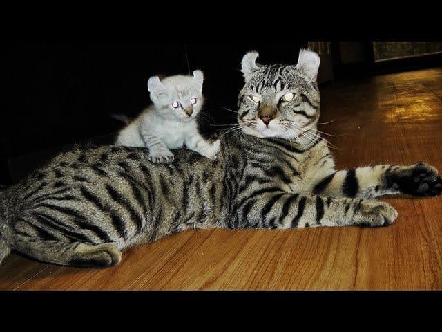 Alpine Lynx Photo - 5.jpg