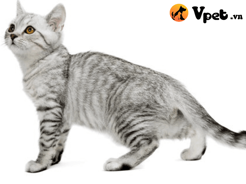 Serrade Petit Photo - 2.png